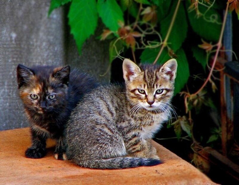 Two Kittens on a Surface