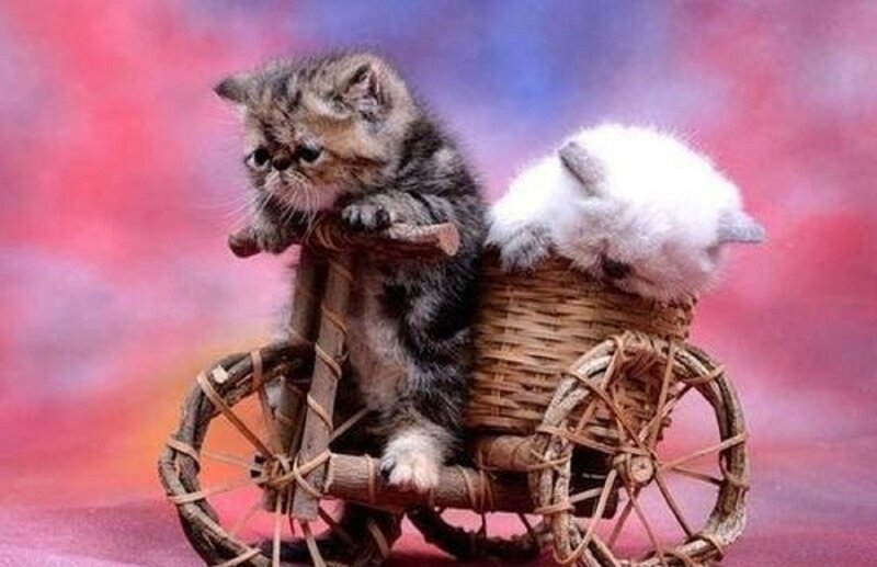 Two Kittens on a Toy Cart