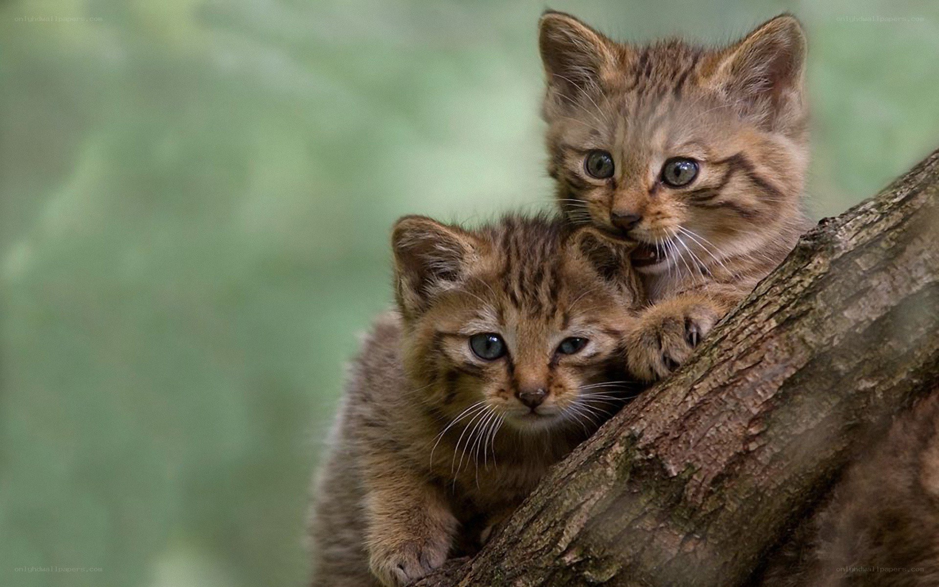 two kittens on a tree branch