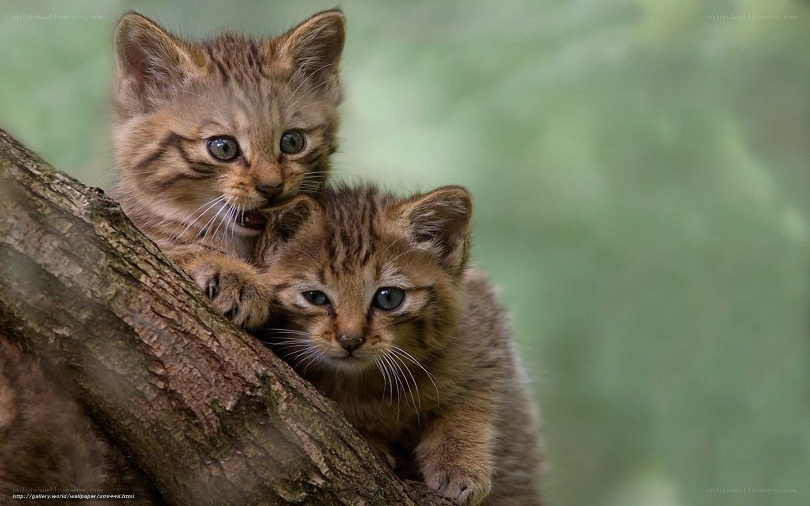 Two kittens on a tree branch