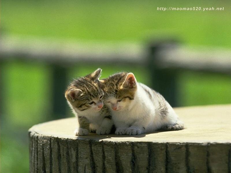 Two kittens on a tree stump
