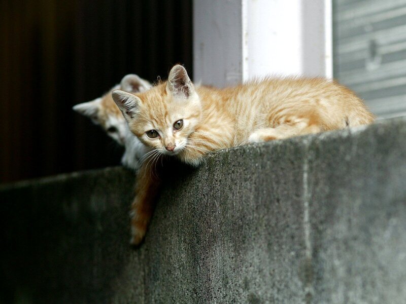 Two kittens on a wall