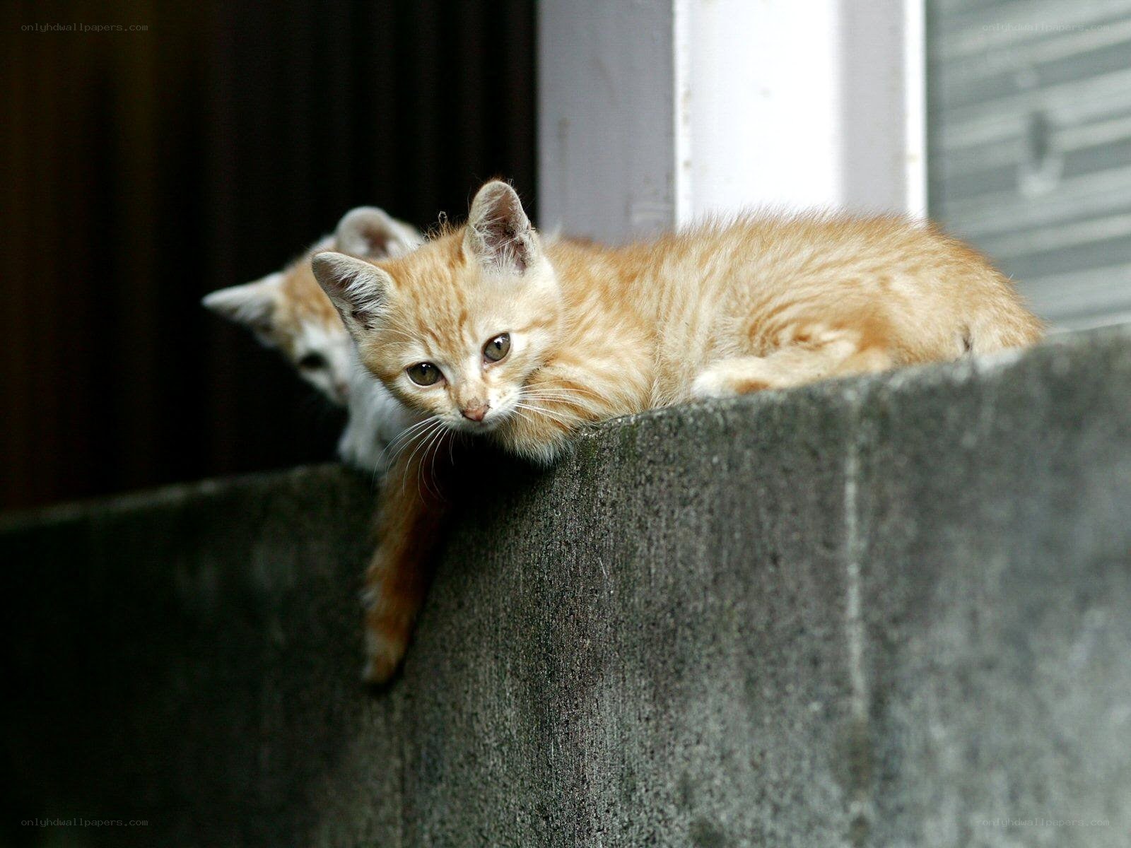 Two kittens on a wall