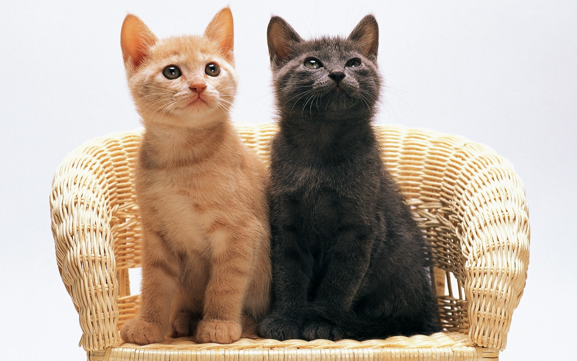 Two kittens on a wicker chair