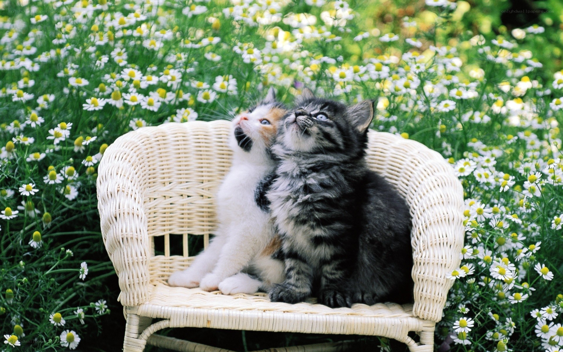 Two kittens on a wicker chair