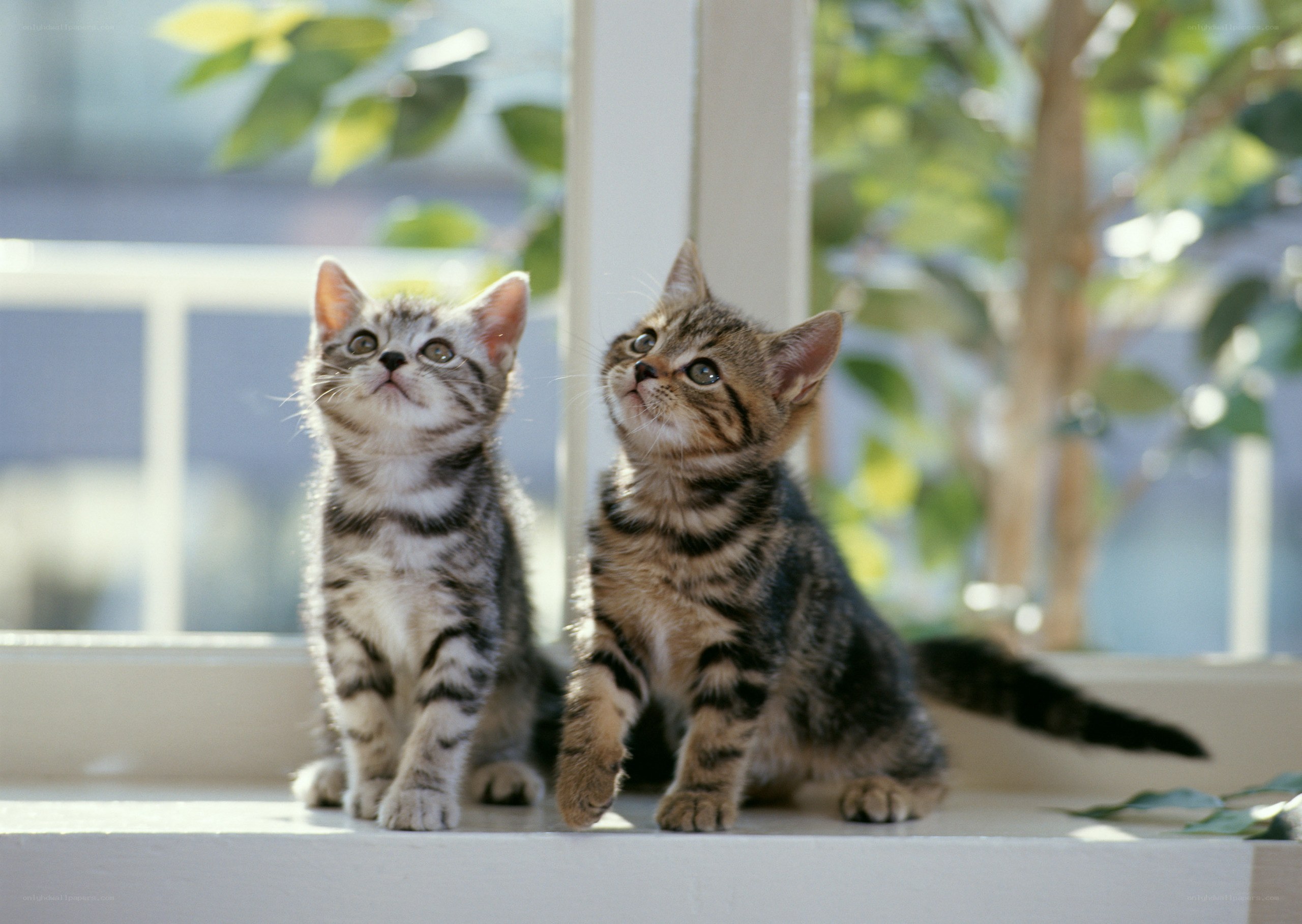 Two kittens on a windowsill