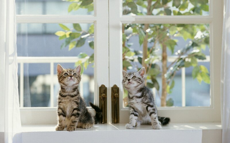 Two kittens on a windowsill