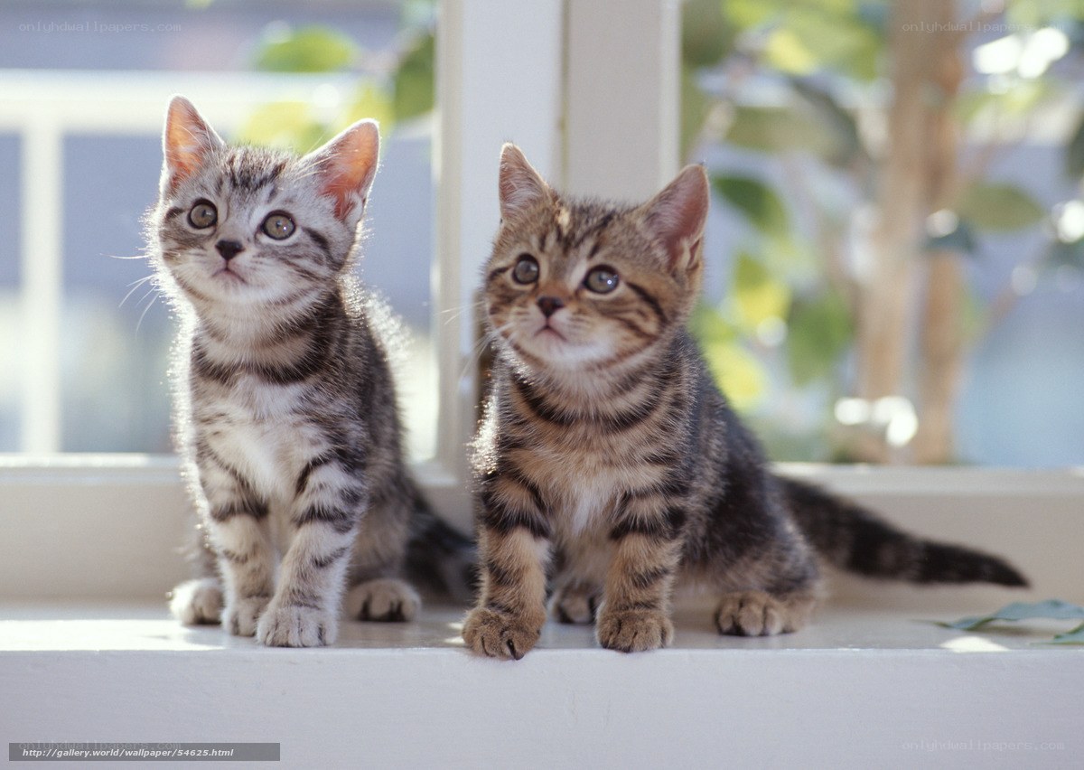 Two kittens on a windowsill