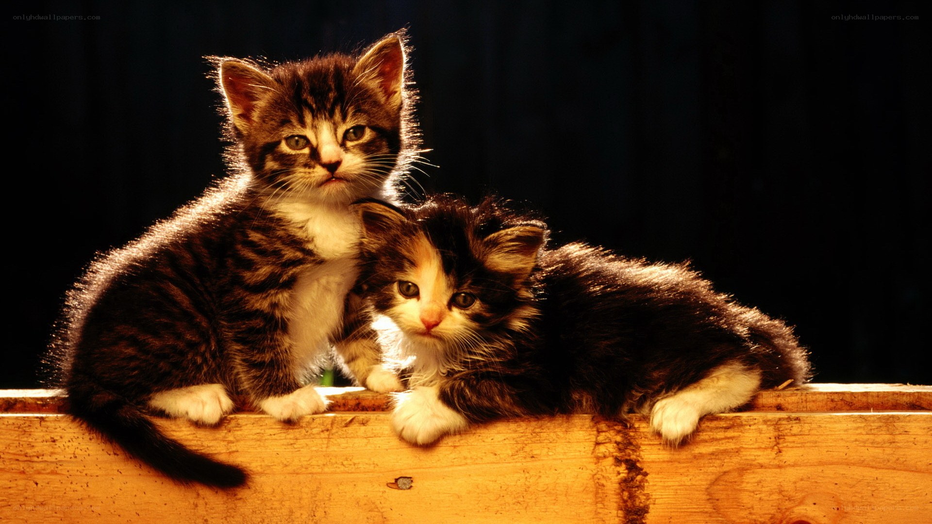 Two kittens on a wooden beam