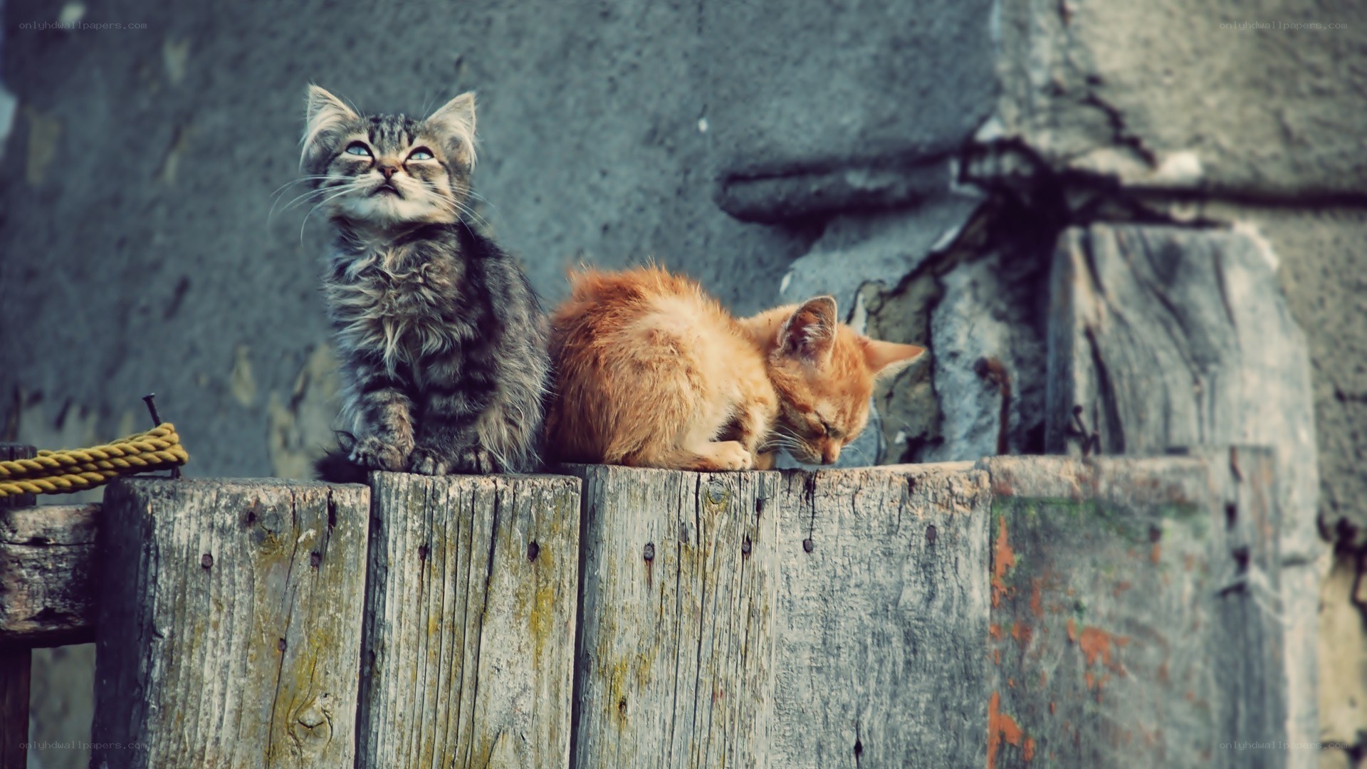 Two kittens on a wooden beam
