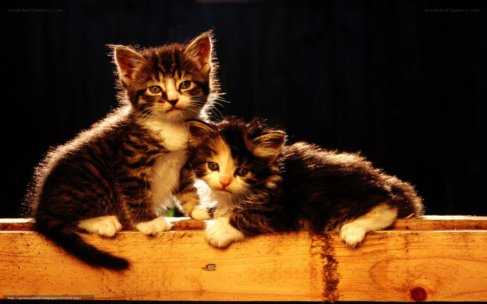 Two kittens on a wooden beam