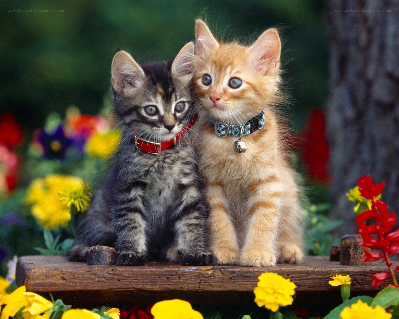 Two kittens on a wooden bench