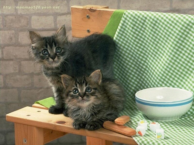 Two kittens on a wooden chair