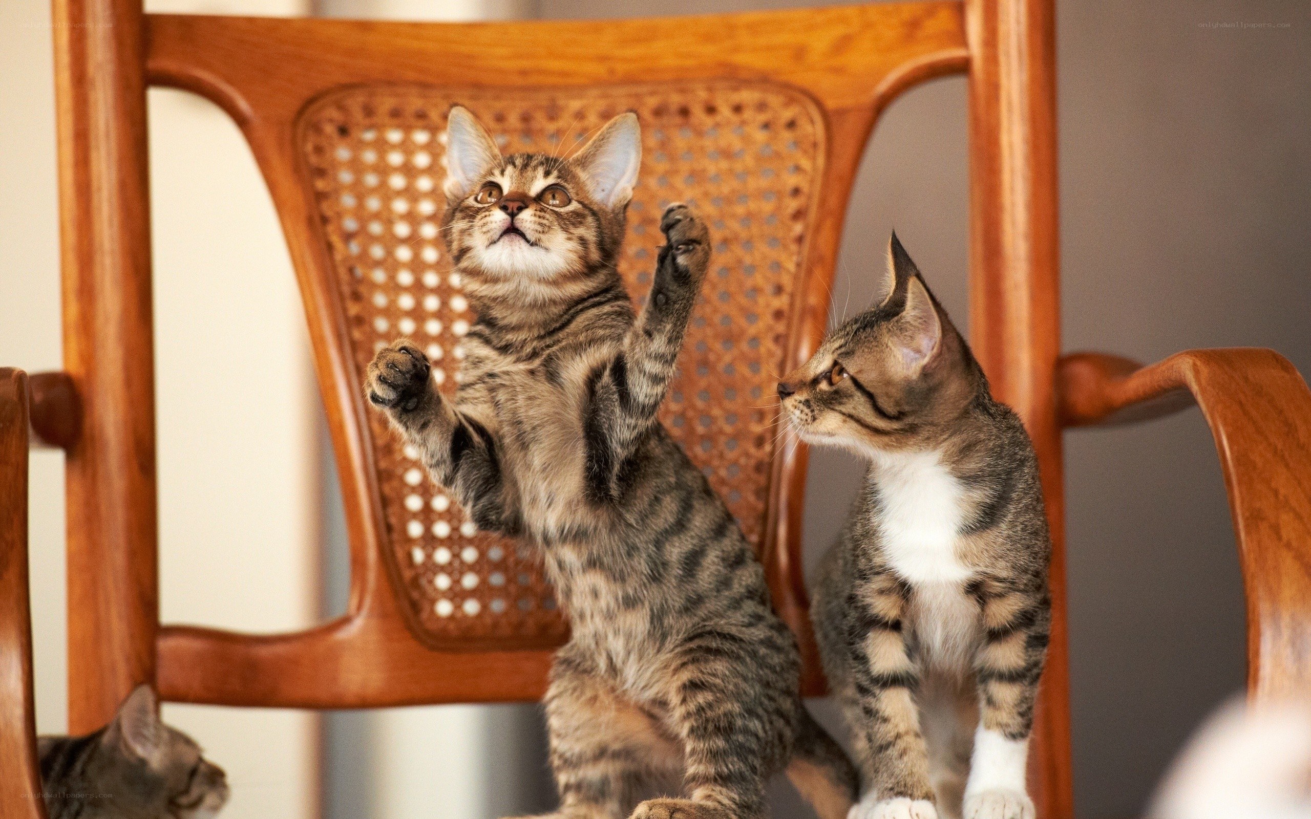 Two kittens on a wooden chair