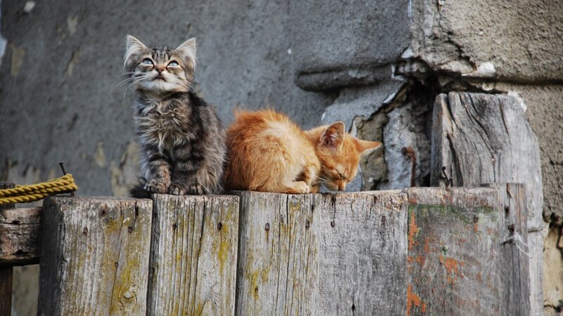 Two kittens on a wooden fence