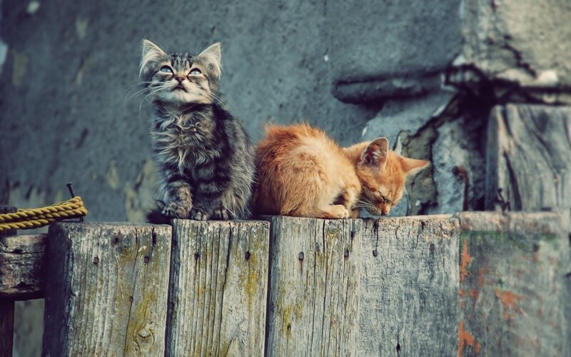 Two kittens on a wooden fence