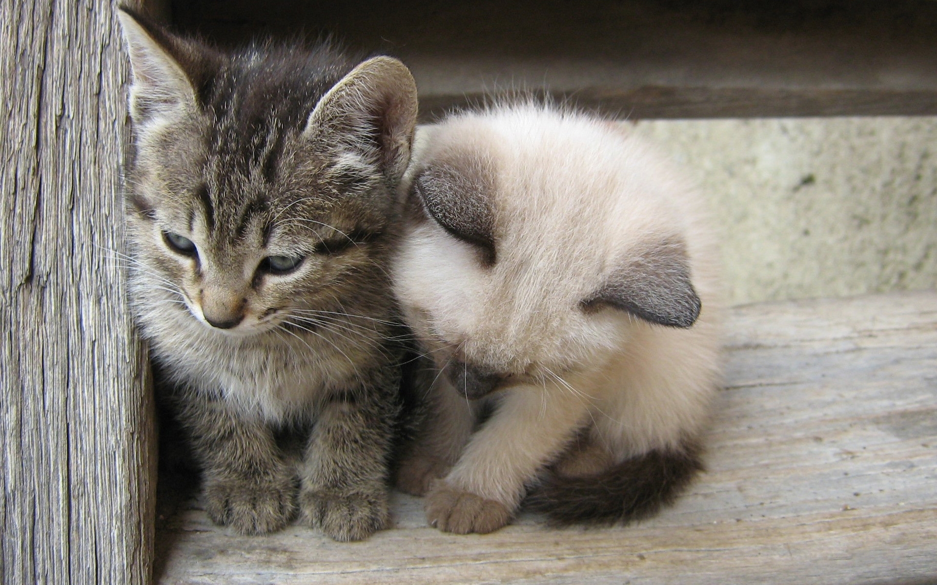 Two kittens on a wooden surface