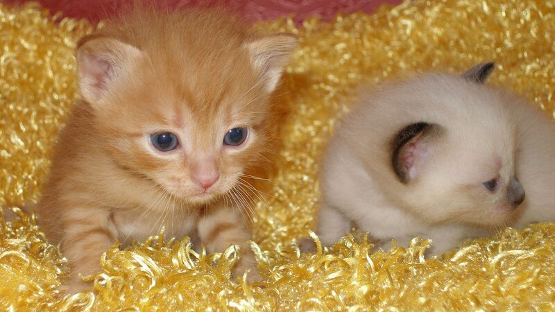 Two kittens on a yellow blanket