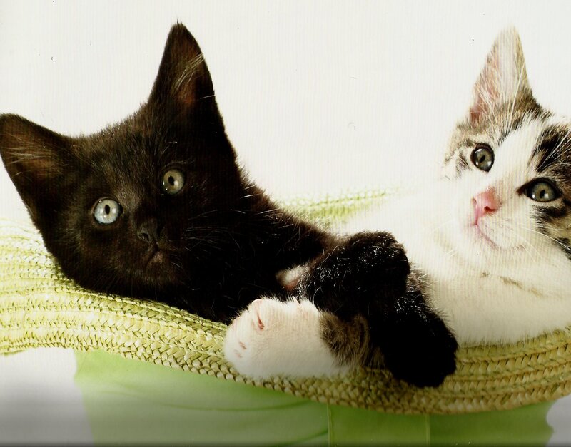 Two Kittens on Basket