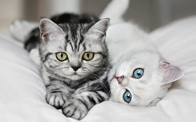 Two Kittens on Bedding