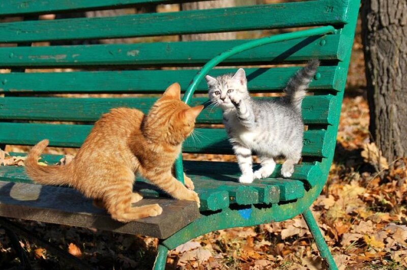 Two Kittens on Bench