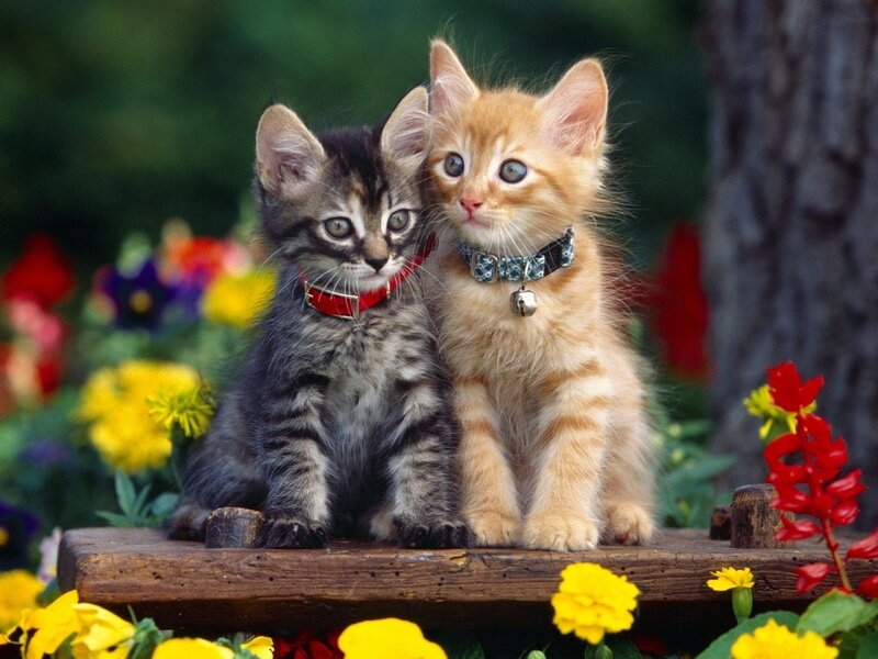 Two Kittens on Bench — Yellow, Calm