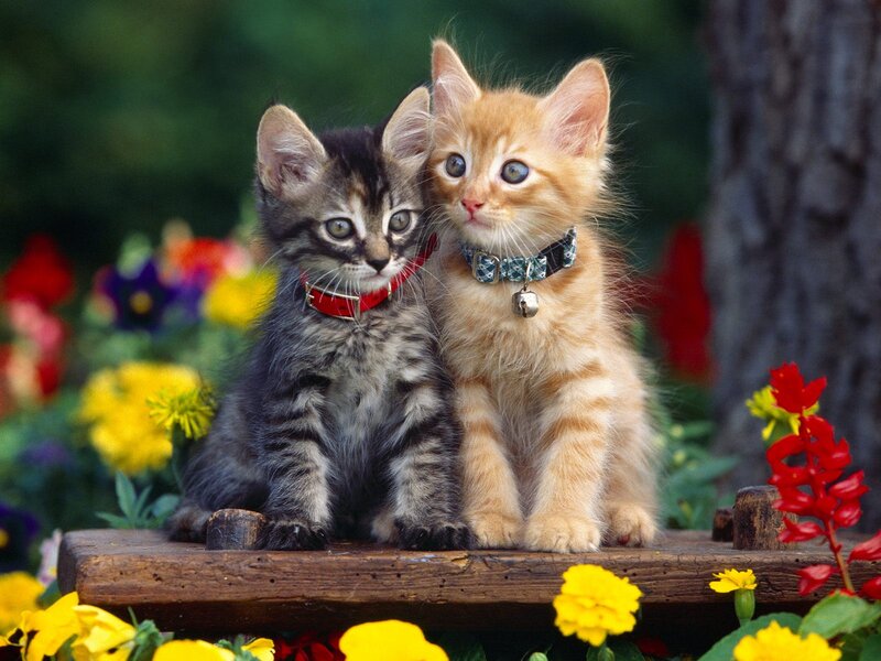 Two Kittens on Bench — Yellow