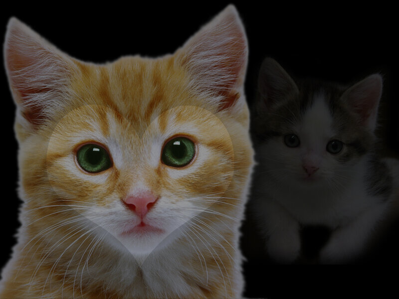 two kittens on black background