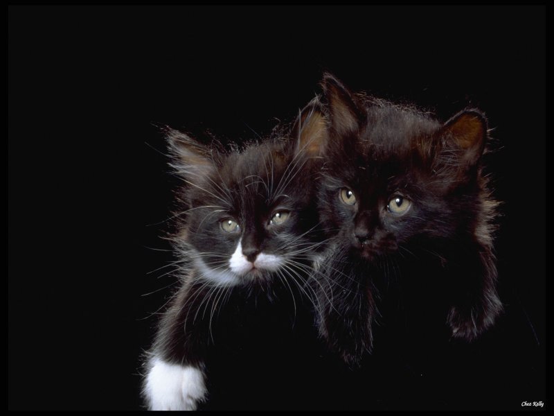 Two Kittens on Black