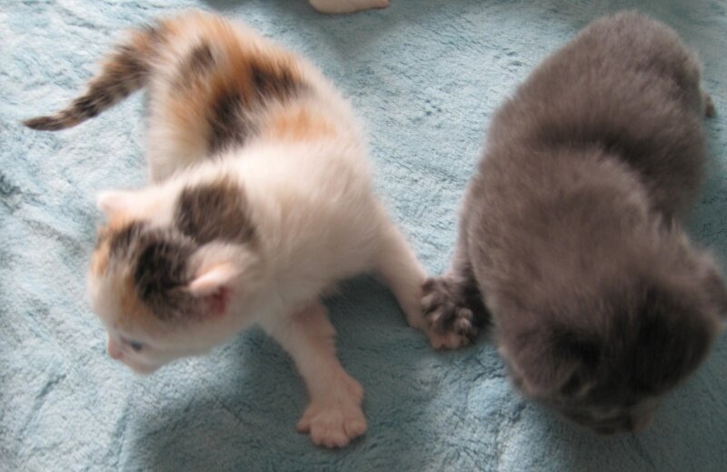 Two Kittens on Blanket — Blue