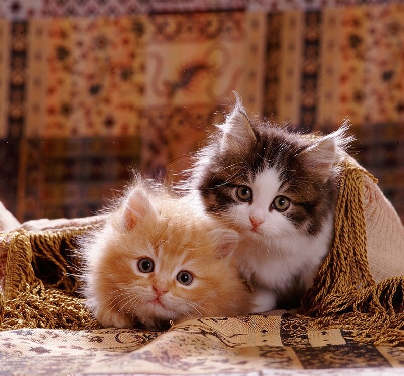 Two Kittens on Blanket — Brown, Calm, Photograph