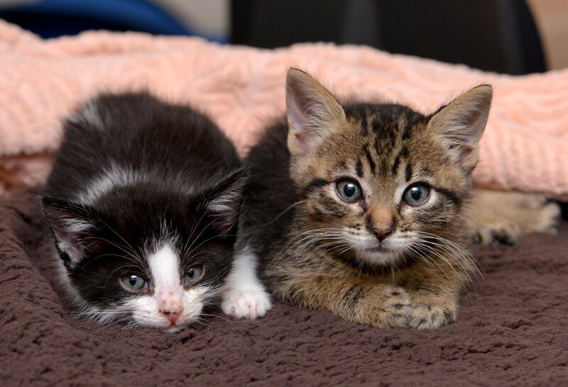 Two Kittens on Blanket — Brown, Calm