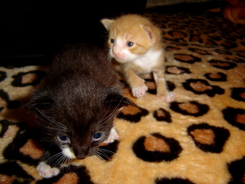 Two Kittens on Blanket — Brown