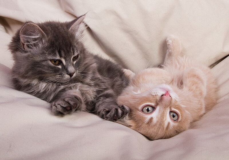 Two Kittens on Blanket — Gray