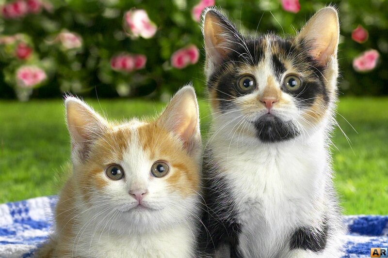 Two Kittens on Blanket — Green, Calm