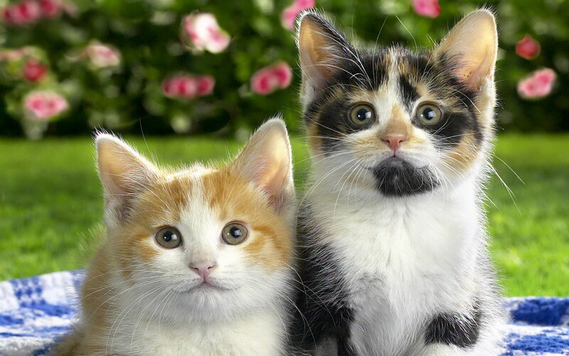 Two Kittens on Blanket — Green