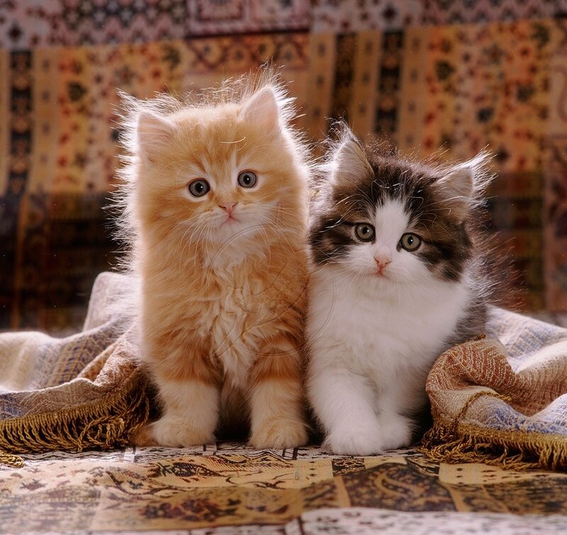 Two Kittens on Blanket — Orange