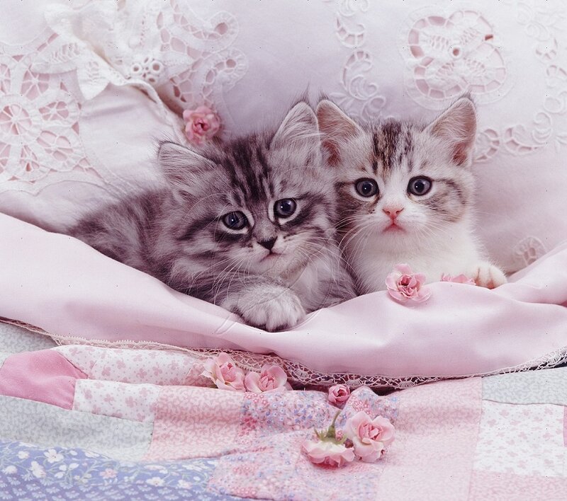 Two Kittens on Blanket — Pink, Calm, Photograph