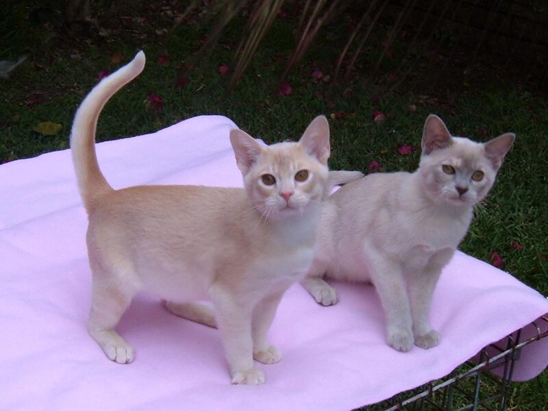 Two Kittens on Blanket — Pink, Calm