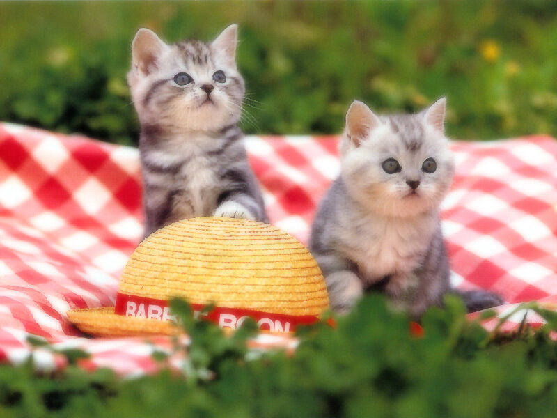 Two Kittens on Blanket