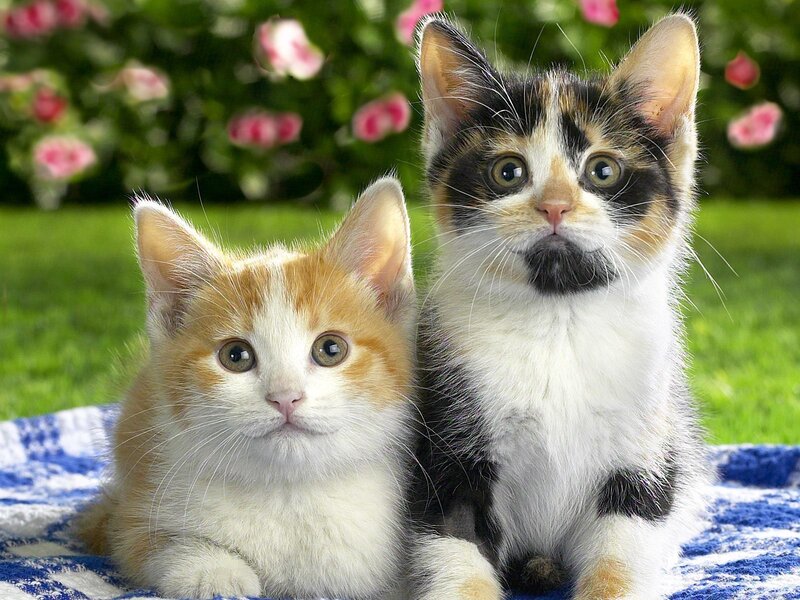 Two Kittens on Blanket — White, Calm, Afternoon