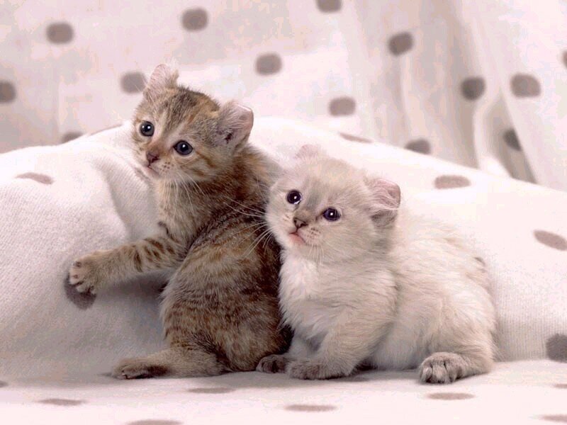 Two Kittens on Blanket — White, Calm, Photograph