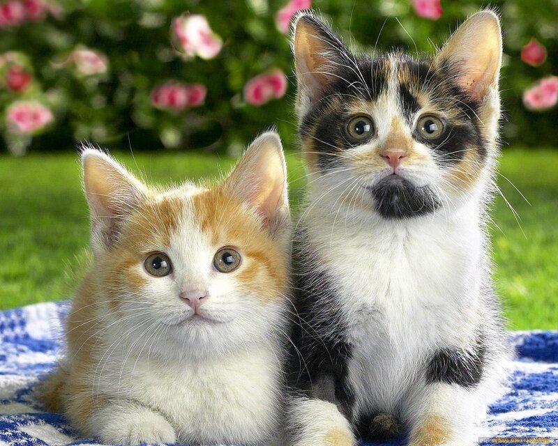 Two Kittens on Blanket — White