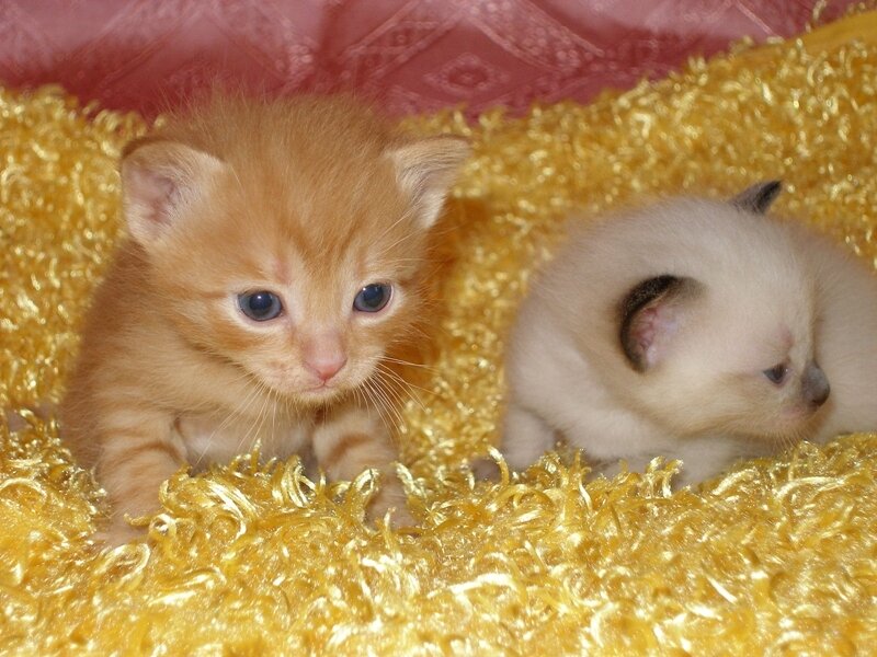 Two Kittens on Blanket — Yellow, Calm, Photograph