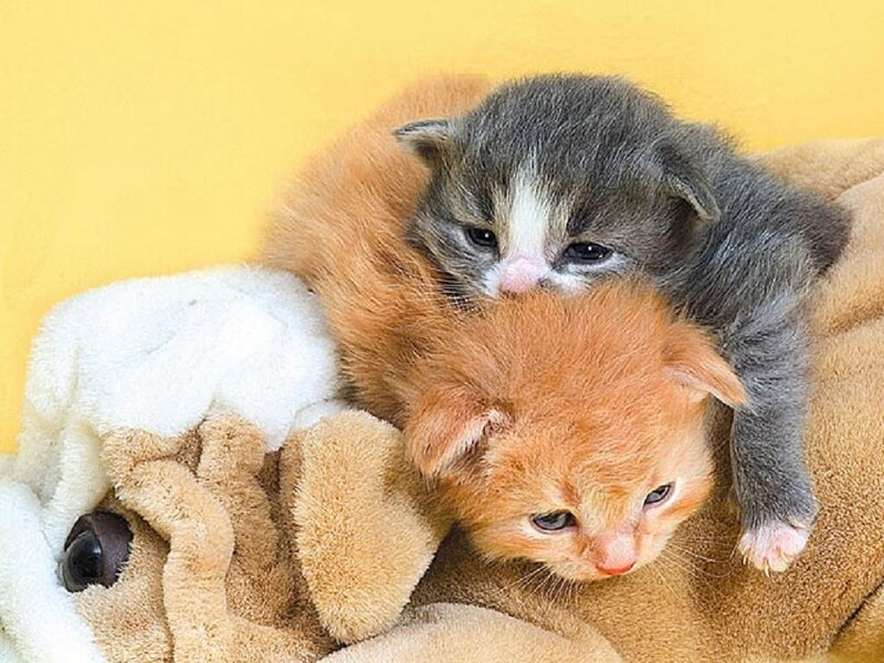 Two Kittens on Blanket — Yellow, Calm