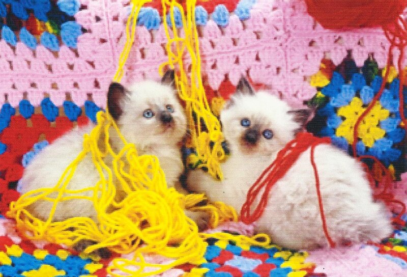 Two Kittens on Blanket — Yellow, Playful