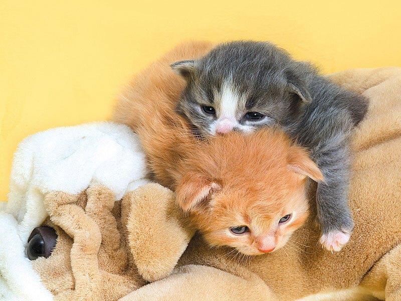 Two Kittens on Blanket — Yellow