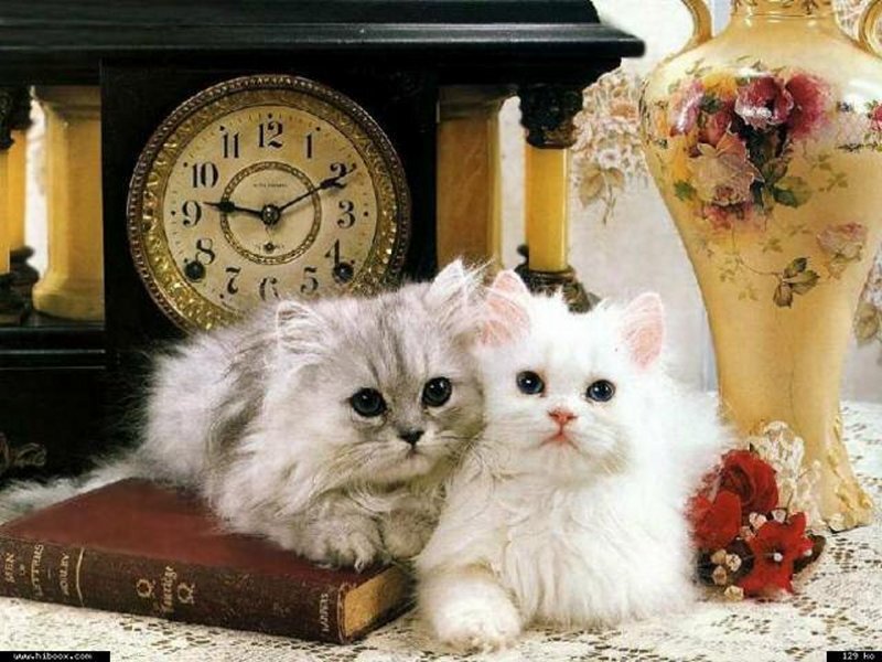 Two Kittens on Book