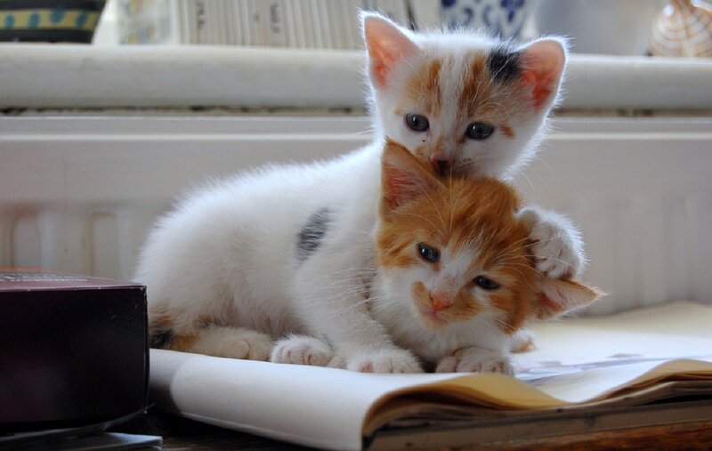 Two Kittens on Book — White