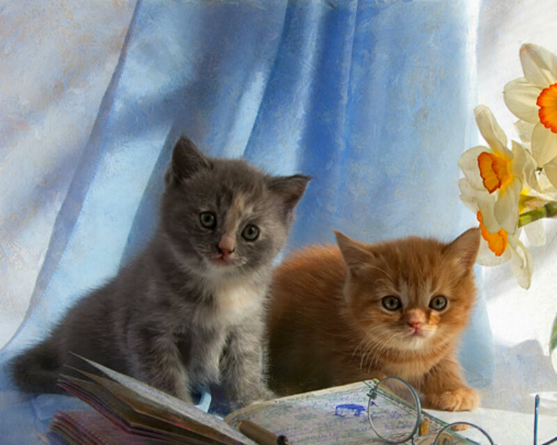 Two Kittens on Books — Blue, Calm